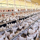 El Gobierno confina explotaciones avícolas en 197 municipios andaluces por la gripe aviar