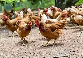 Varias gallinas en una explotación al aire libre en la provincia de Málaga.