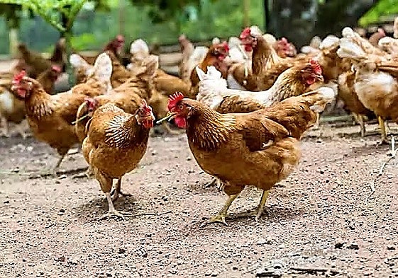 Varias gallinas en una explotación al aire libre en la provincia de Málaga.