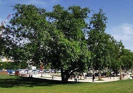 El parque de Martíricos es una de las zonas verdes públicas que costean los vecinos, y que deberá pasar a mantener el Ayuntamiento.