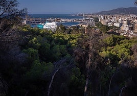 Aspecto actual del monte Gibralfaro, en el que se aprecian árboles secos.