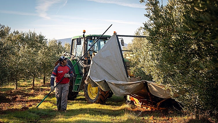 Antonio Olmo acompaña al tractor, una estampa típica durante la recogida de la aceituna en una finca cercana a Campillos.