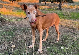 Imagen de la perra Luna, en uno de sus paseos, tras su recuperación.