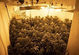 Cuatro condenados por usar identidad falsa para enviar droga desde Málaga con una empresa de paquetería