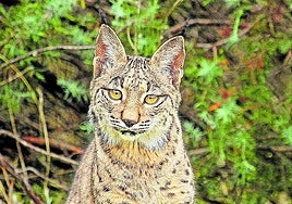 Ejemplar de lince ibérico.