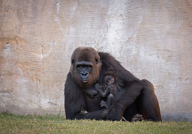 Wefa, que nació en un zoológico francés, con su cría.