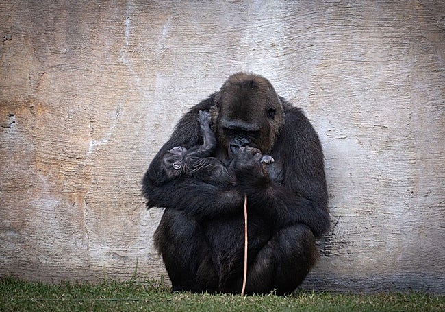 La madre rompió el cordón umbilical y consumió parte de la placenta.