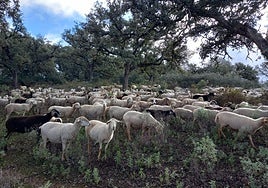 La Junta auxilia a más de cien explotaciones ganaderas de la Serranía de Ronda afectadas por la lengua azul