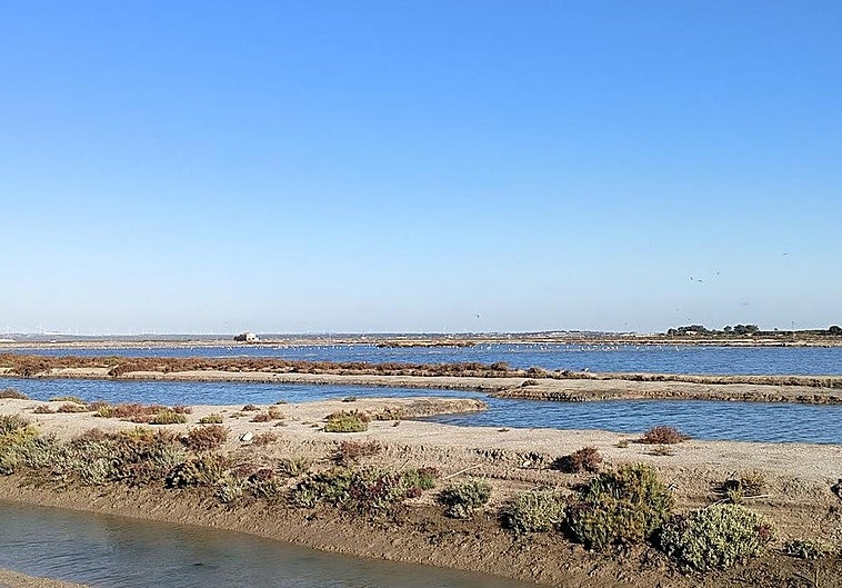 Andalucía impulsa el primer proyecto de carbono azul para la captura de CO2