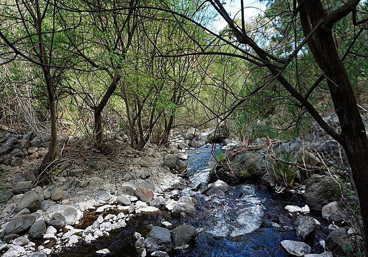 Málaga suma tres nuevas especies de insectos acuáticos gracias a un estudio en Sierra Bermeja