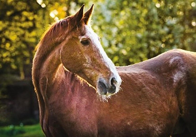 Cómo susurrar a tu caballo en los años que más importan