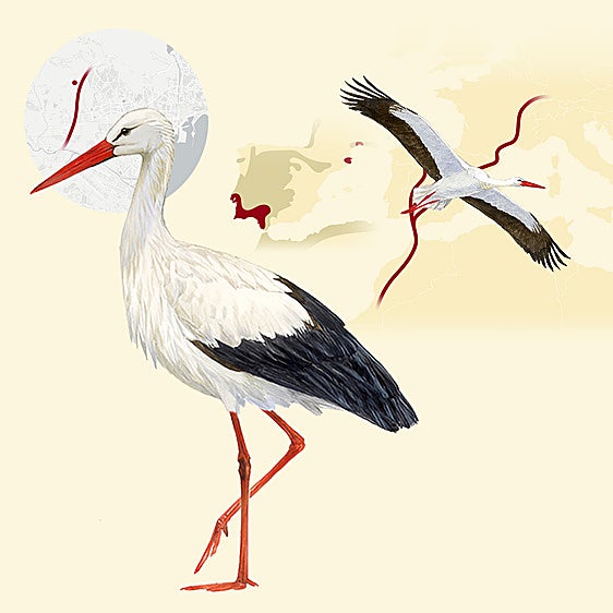 Las cigüeñas ya no pasan de largo por Málaga: un centenar invernan junto a la Hiperronda