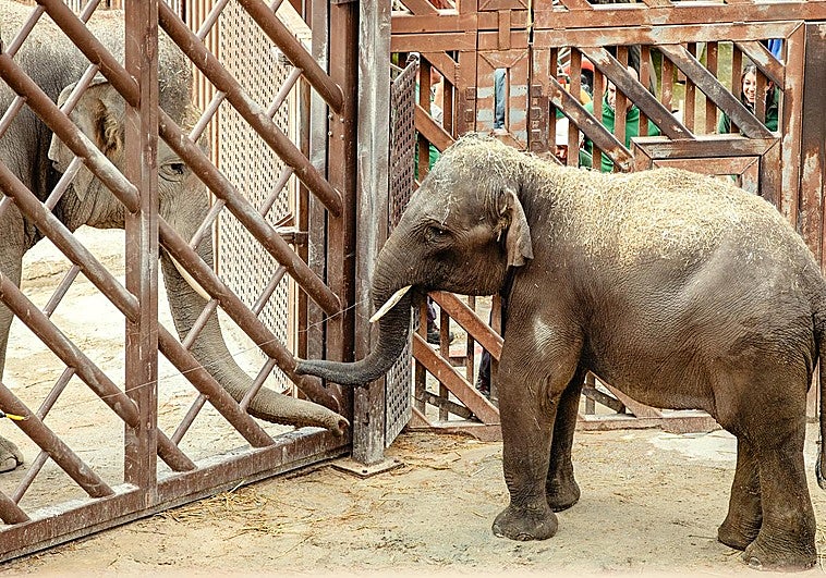 Selwo Aventura en Estepona recibe a Hope, un elefante asiático de Sumatra de seis años procedente del Zoo de Madrid