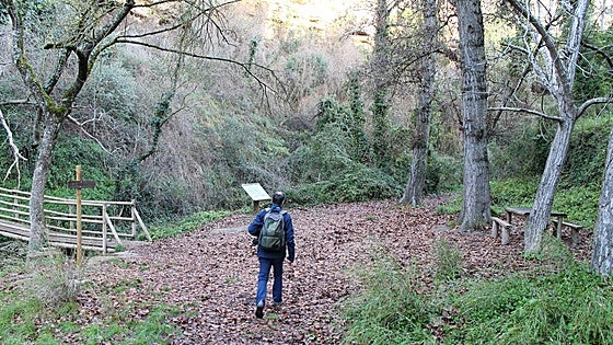 Siete bosques que tienes que recorrer en Málaga: desde el pinsapar a la ribera