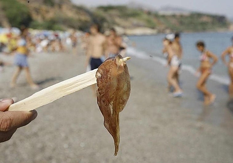 Una 'app' de inteligencia artificial predice si habrá medusas en las playas de Málaga