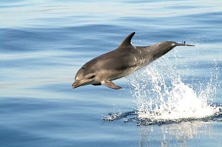 Avistamiento de cetáceos en Tarifa por 22,50€