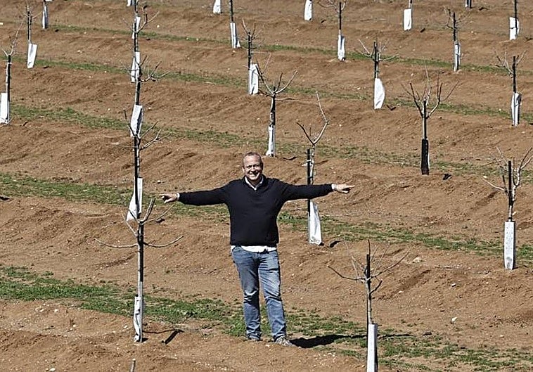 Pistacho marca Málaga: una de las mayores fincas de España está en Antequera