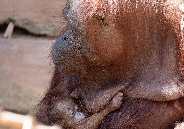 Nace un orangután de Borneo, especie en peligro crítico de extinción, en Bioparc Fuengirola