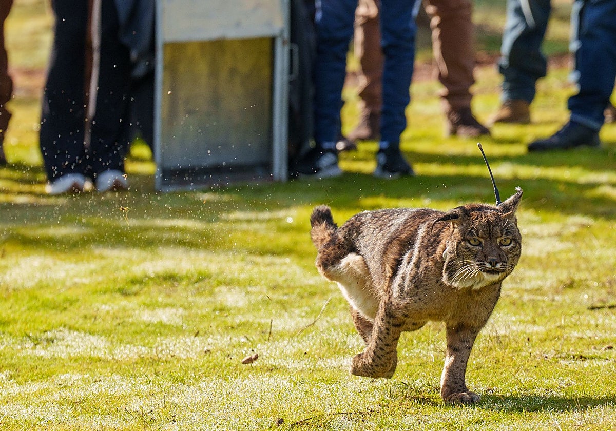El lince ibérico consolida su salvación mientras las autonomías reclaman su gestión