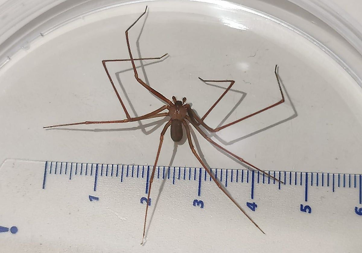 Afectadas por la araña violinista en Málaga: «Me hizo agujero que parecía que había recibido un tiro»