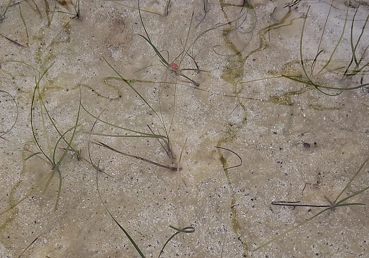 Las plantas marinas cultivadas en invernadero en Rincón llegarán este verano al Mediterráneo
