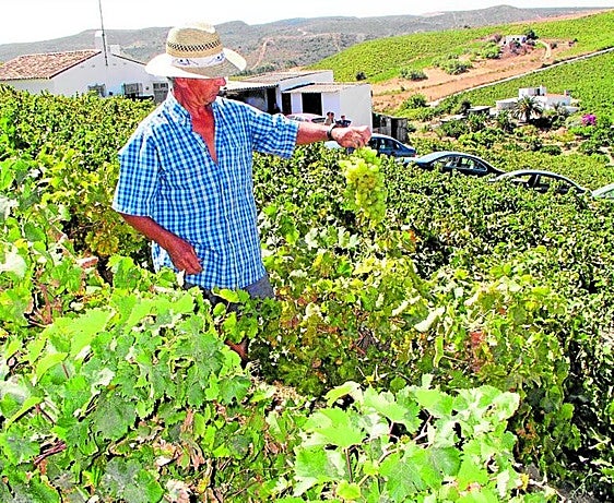 La paradoja de Manilva: más bodegas, pero menos viñedos