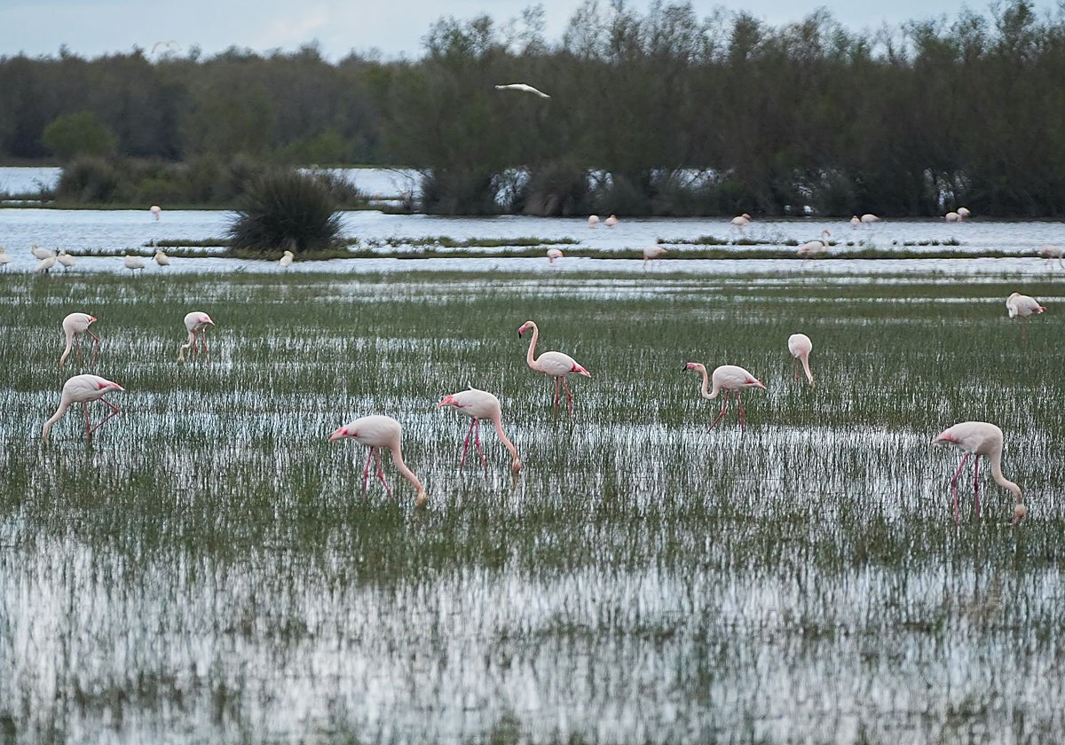 Andalucía intenta blindar sus humedales frente al cambio climático