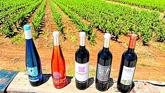 Bodegas Excelencia: un espacio idílico para elaborar vinos e impulsar el enoturismo