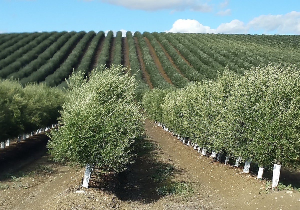 Imagen de un olivar en seto en Andalucía.