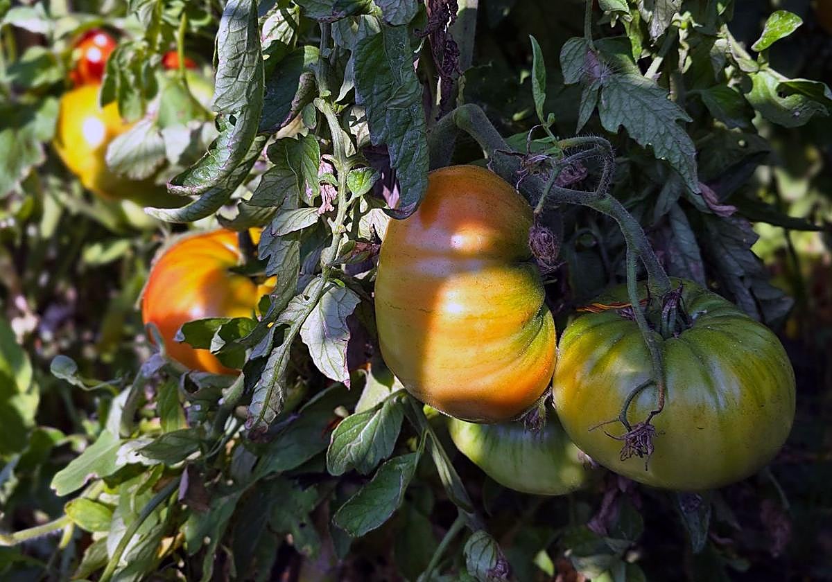 Ejemplares de la variedad de este tomate del Valle delGuadalhorce en una huertatradicional de esta comarcamalagueña.