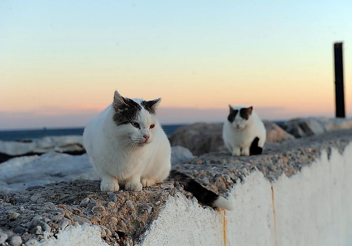 Folkräkning, våtfoder och affischer: Marbella reglerar kattkolonier