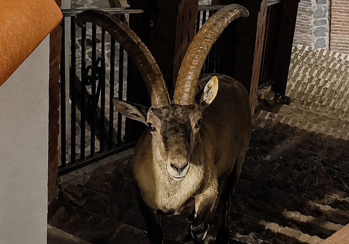 De vilda hanarna går igen i gryningen genom Canillas de Aceituno