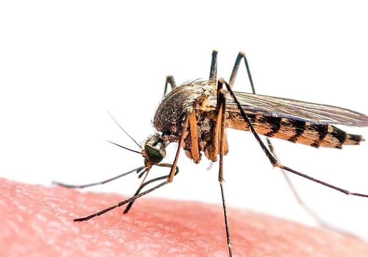 Alerta por el virus del Nilo en Fuengirola y Mijas: guía urgente para evitar picaduras