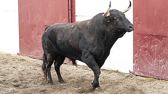 'Aguilito', primer toro para Morante en su regreso a La Malagueta