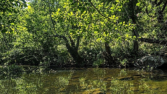 El bosque de alisos del Genal se fragmenta: 172 ejemplares en 28 kilómetros