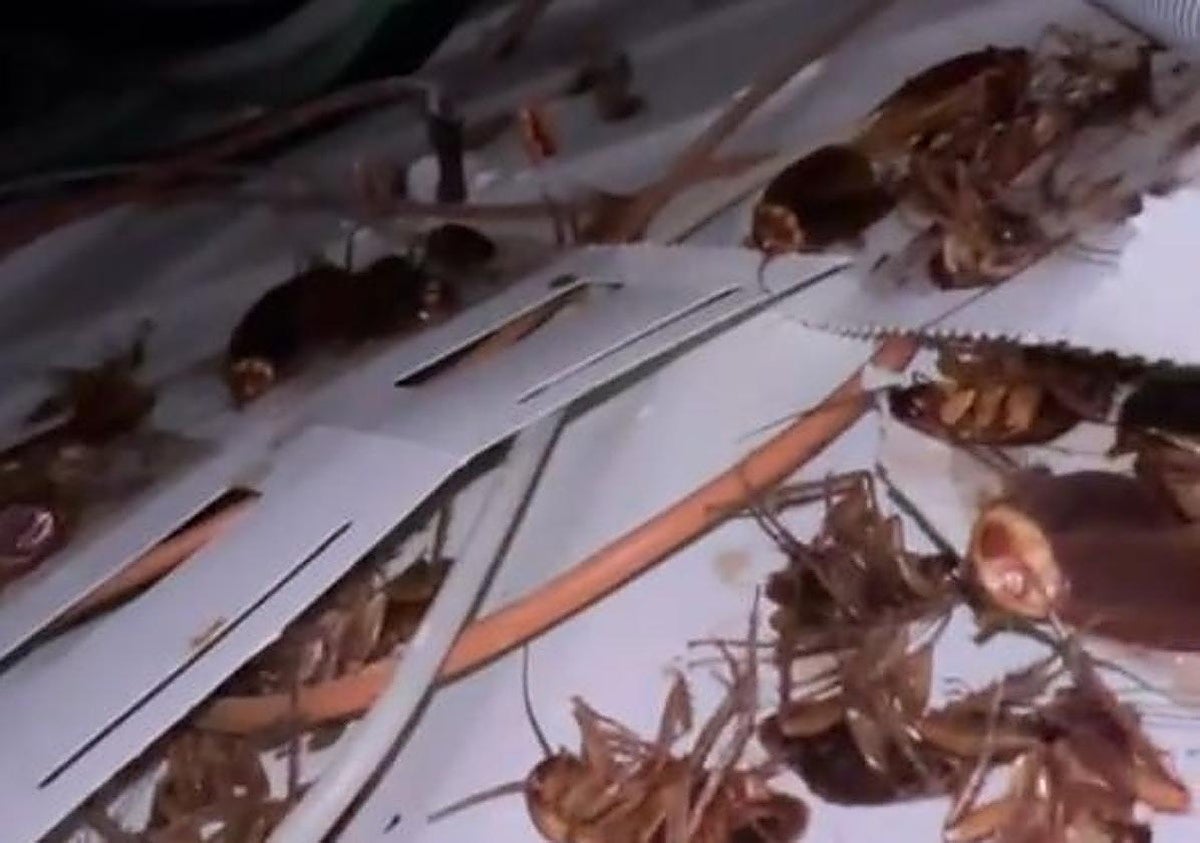 CSIF alerta de una plaga persistente de cucarachas en el centro de salud de Torre del Mar