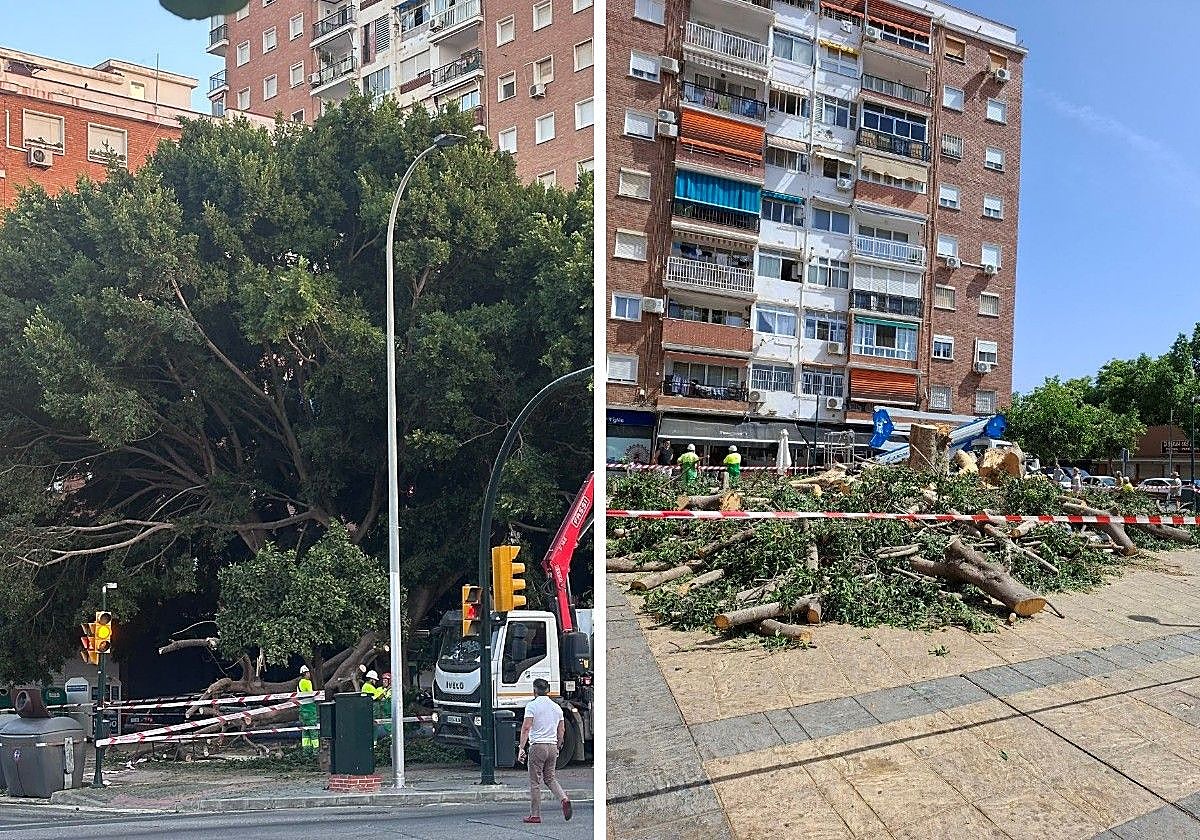 Málaga corta al completo el ficus que se partió por la mitad en la barriada de La Paz