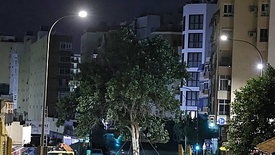 Un amplio operativo permite trasladar un gran ficus que estaba afectado por las obras del metro
