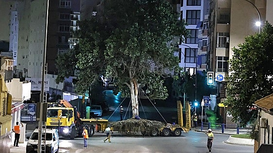 Así ha sido el traslado del gran ficus desde el Arroyo de los Ángeles hasta La Rosaleda