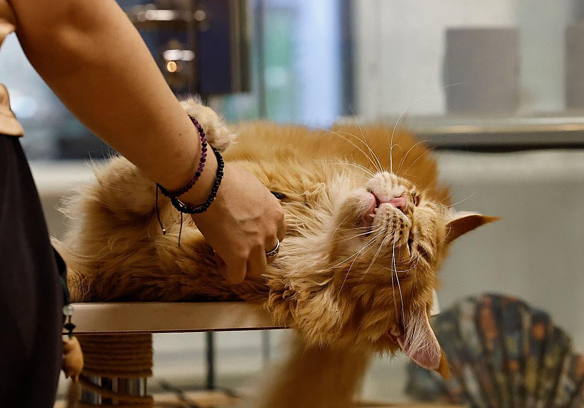 Trabajar o tomar café entre gatos: así es el primer coworking con felinos del mundo, y está en Málaga | Diario Sur