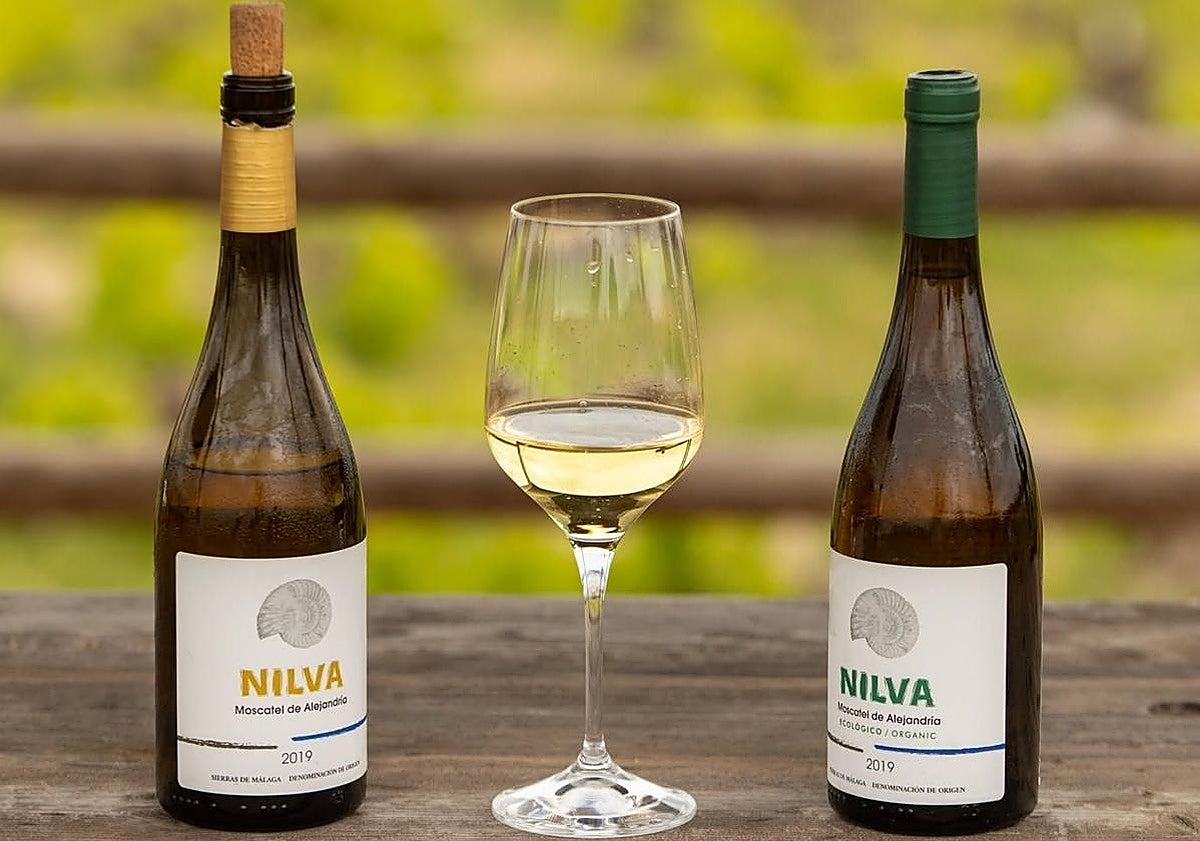 El renacer del vino de Manilva: por qué es uno de los más exclusivos de Europa