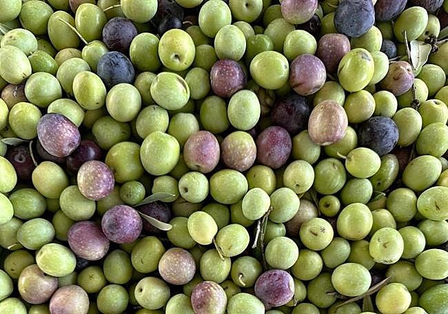 Una partida de aceitunas de la variedad manzanilla aloreña.