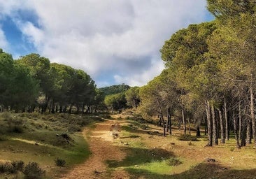 Imagen del paraje antequerano Pinar del Hacho