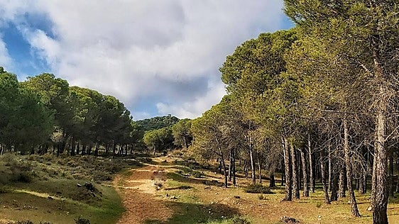 Narices digitales: Antequera quiere 'oler' los incendios forestales antes de que se produzcan