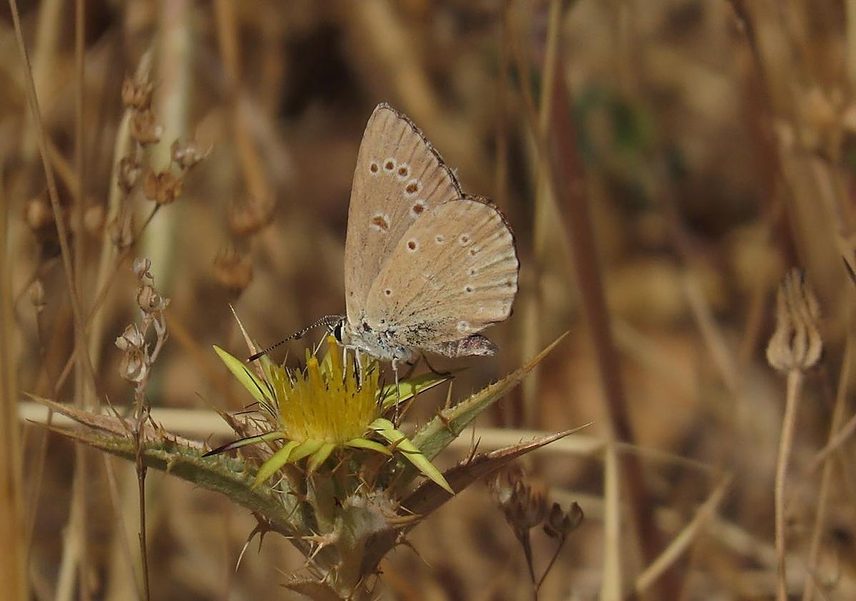 Cinco horas tras la pista de una de las mariposas más amenazadas de Andalucía