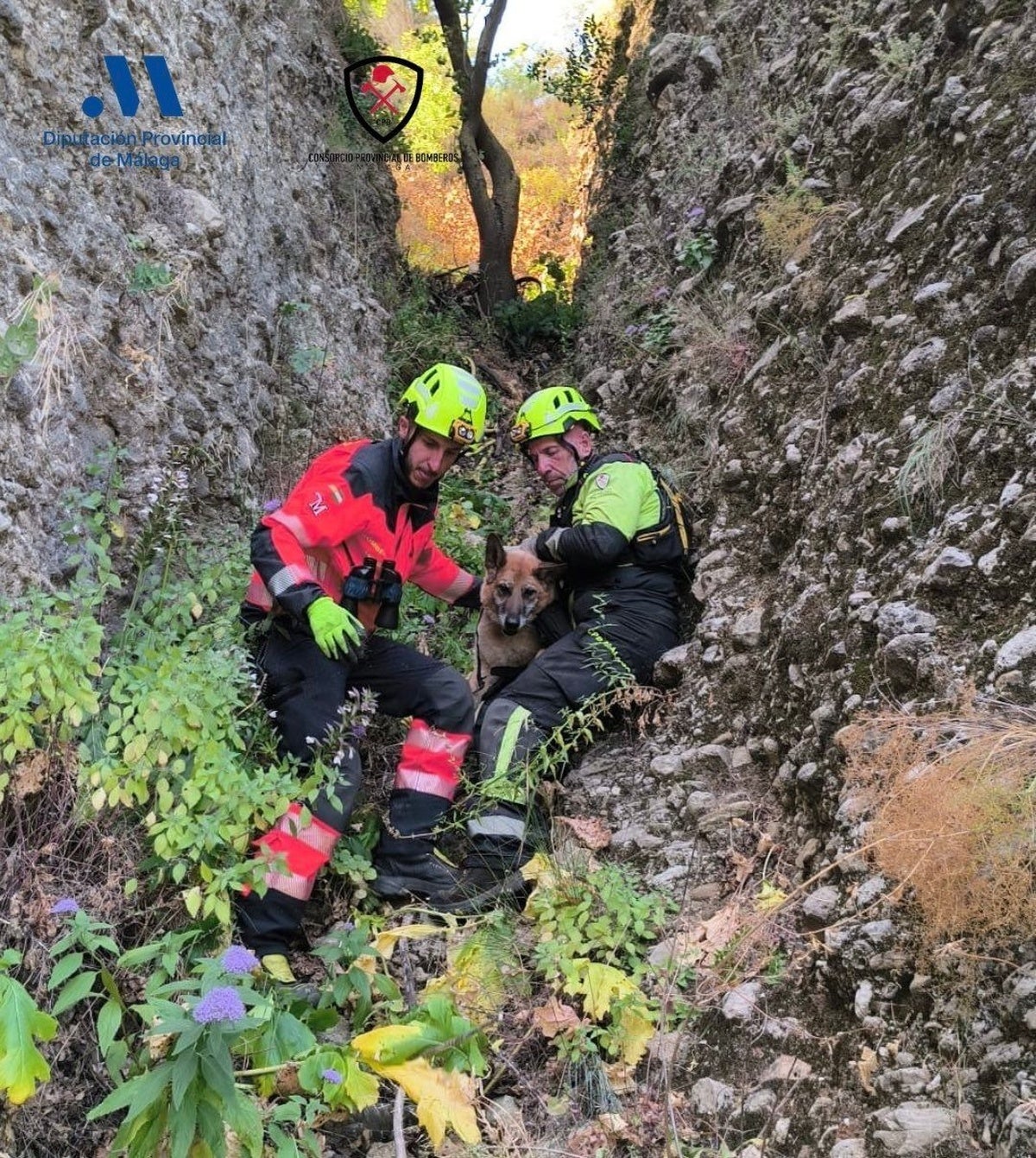 Bomberos rescatan a un perro que cayó desde una altura de 60 metros en la zona del Tajo de Ronda