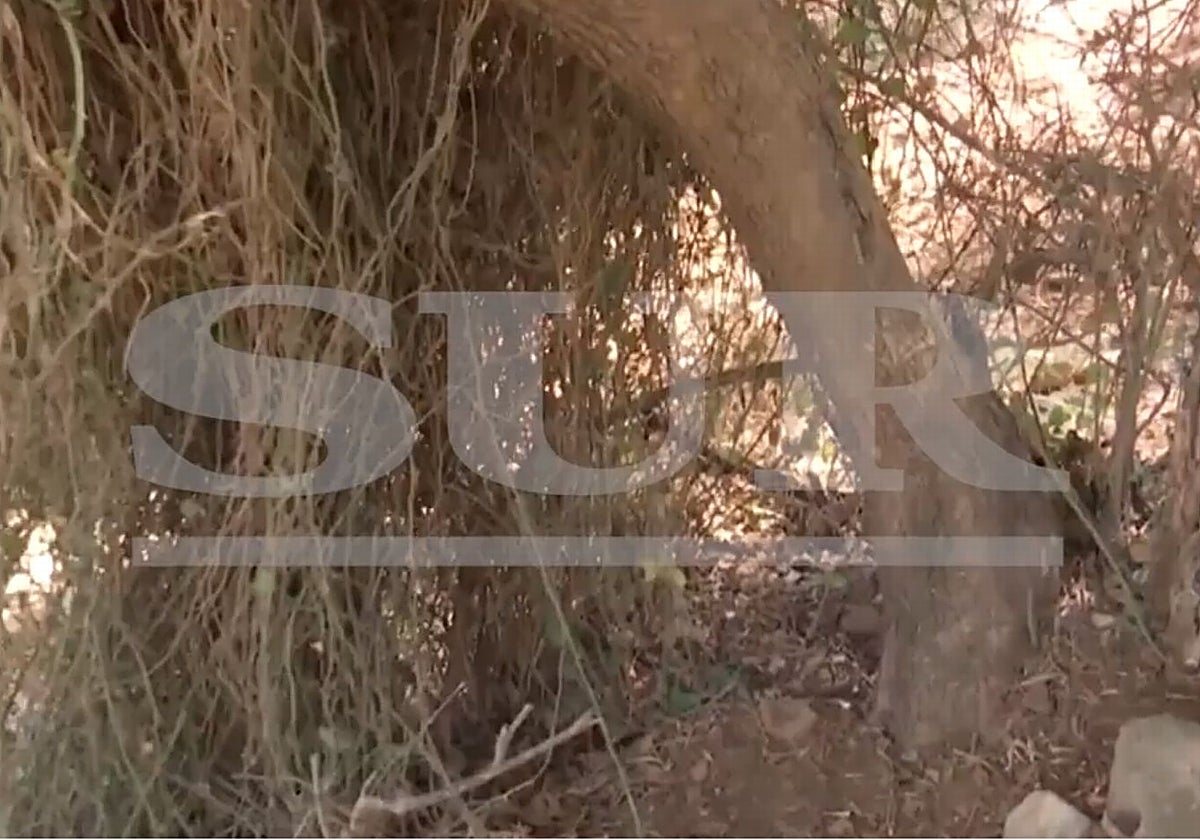 El recóndito paraje en el que un joven abandonó a su novia en Alhaurín de la Torre