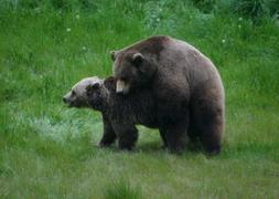 Furaco podría convertirse en papá
