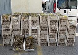 Cajas con los caracoles