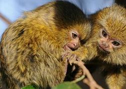 Mamíferos monógamos para conservar a su pareja y evitar el infanticidio